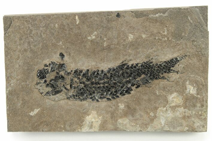 Devonian Lobed-Fin Fish (Osteolepis) Fossil - Scotland #231962